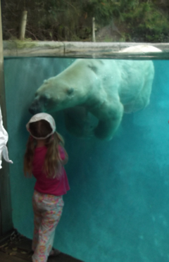 Eisb�r im Zoo
