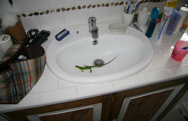 Eidechse im Waschbecken