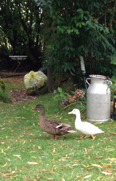 Enten auf dem Hof