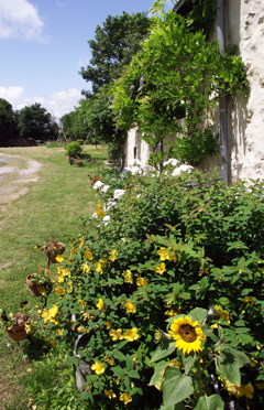 Sonnenblumen am Haus